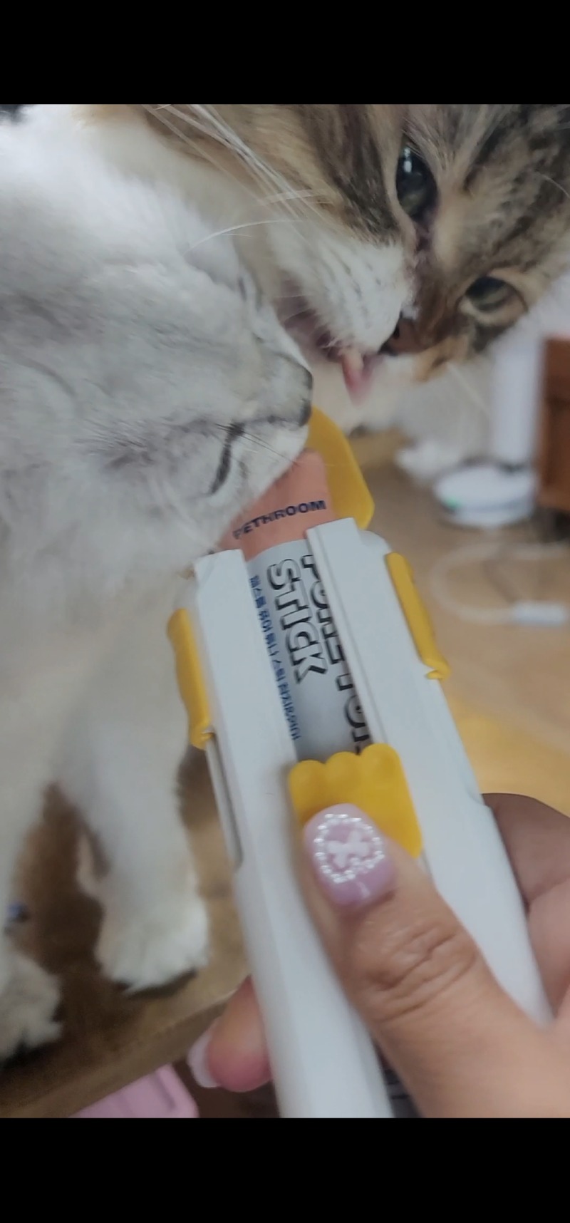 언니 간식도 다 내꺼임.....멍때리는 줄리