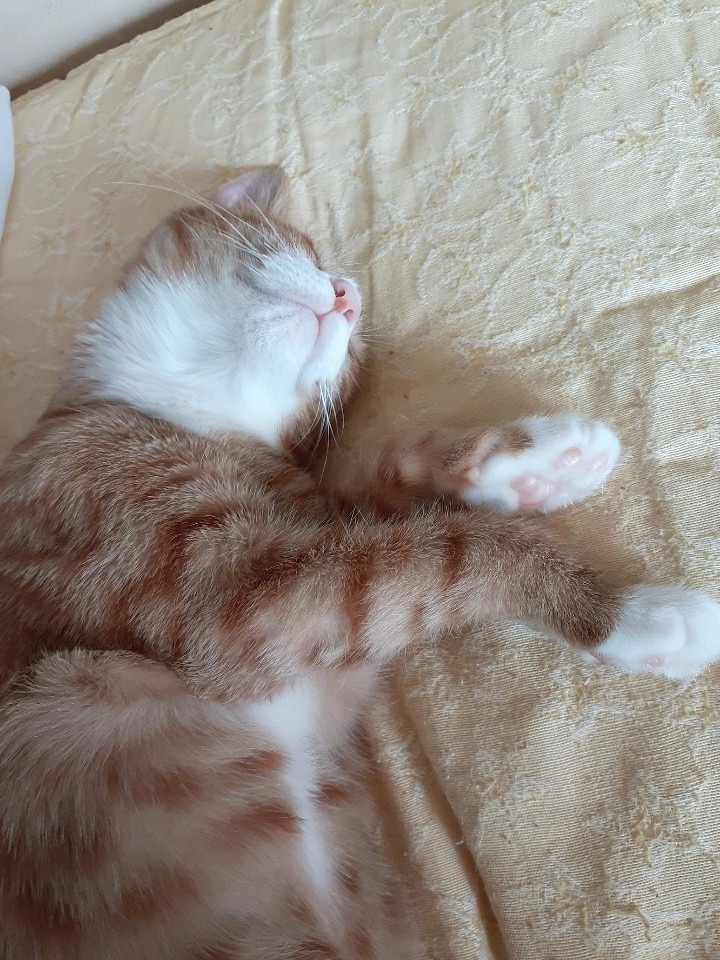 애착수건과 치즈 고양이
