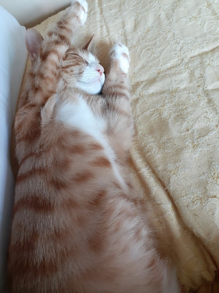 애착수건과 치즈 고양이