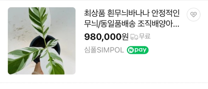 고가 + 독특하게 생긴 흰무늬바나나 나무