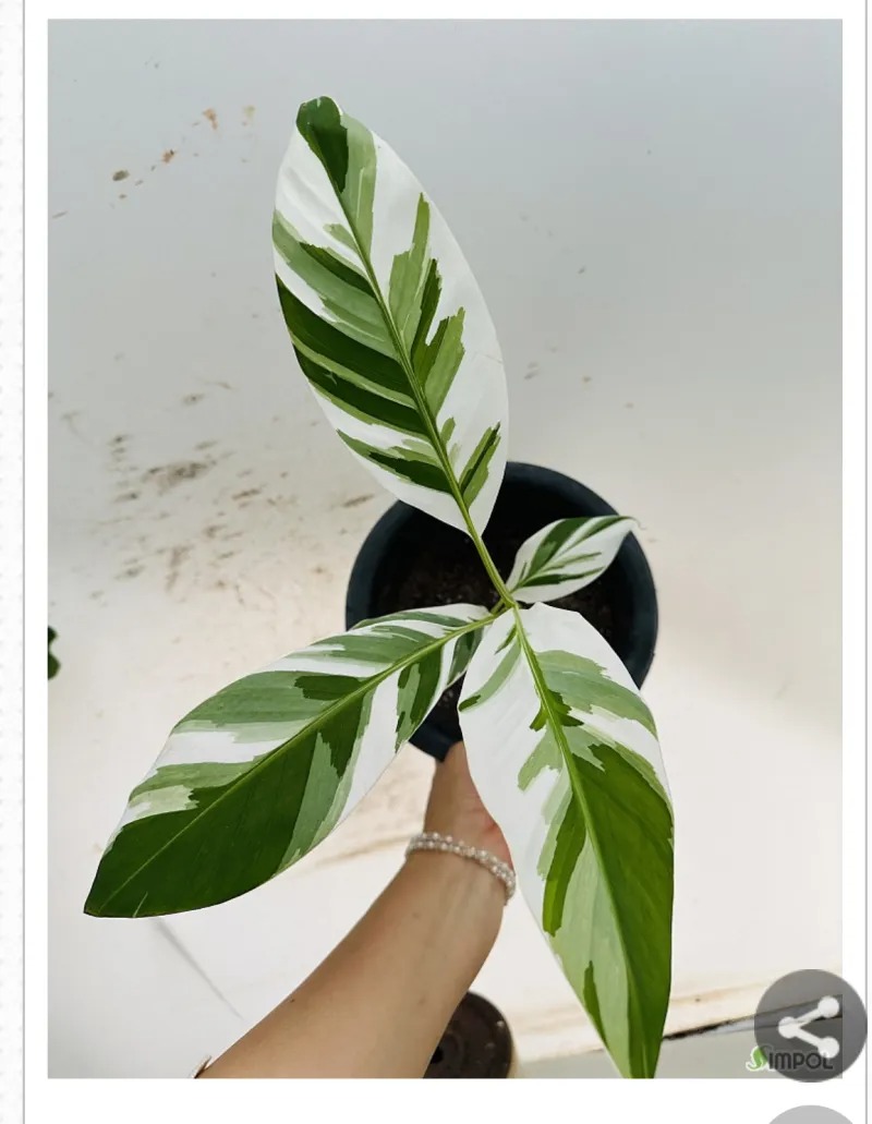 고가 + 독특하게 생긴 흰무늬바나나 나무