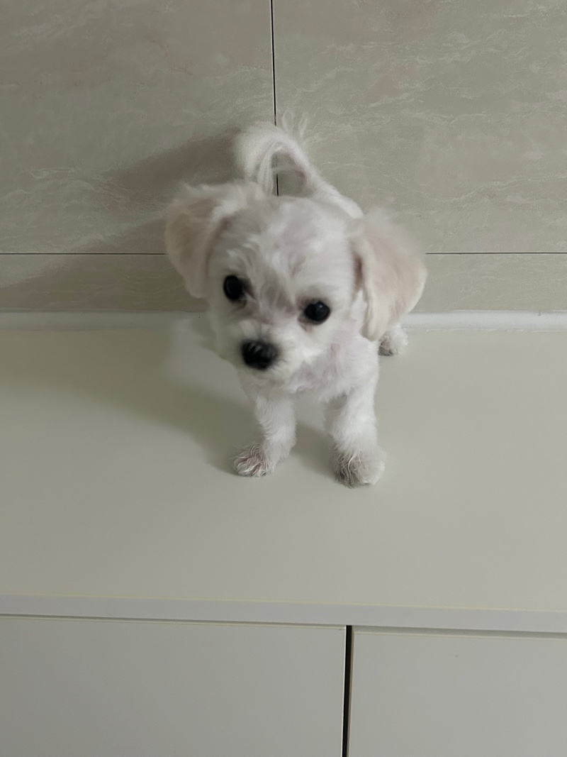 첫 미용한 딱풀이