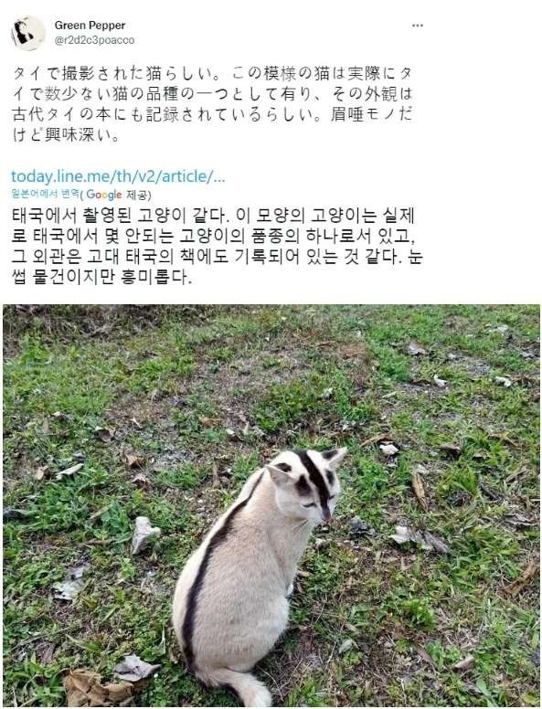 무늬가 특이한 태국 전통 고양이