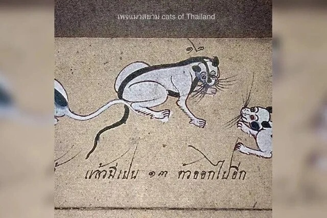 무늬가 특이한 태국 전통 고양이