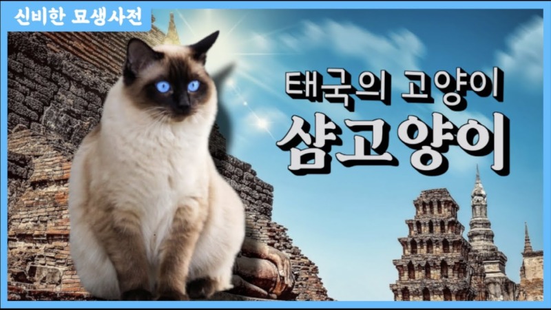 무늬가 특이한 태국 전통 고양이