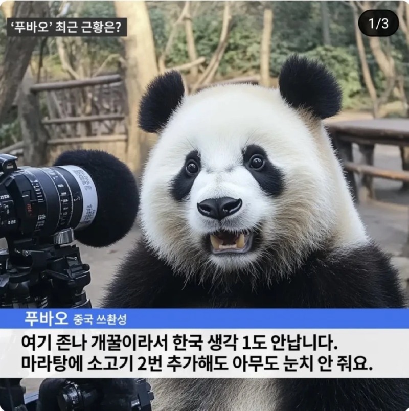 푸바오가 직접 밝히는 근황 