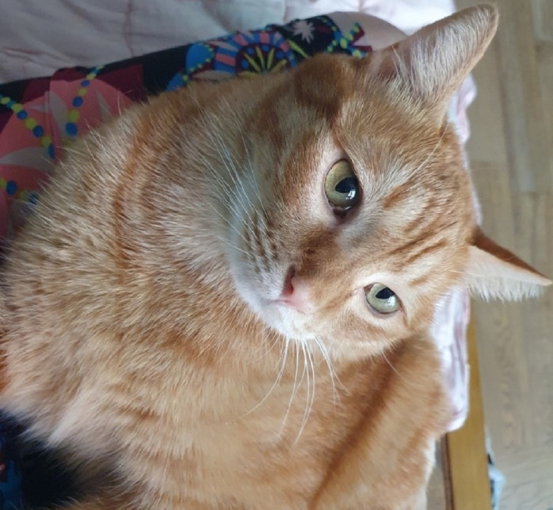 어디올라왔냐옹