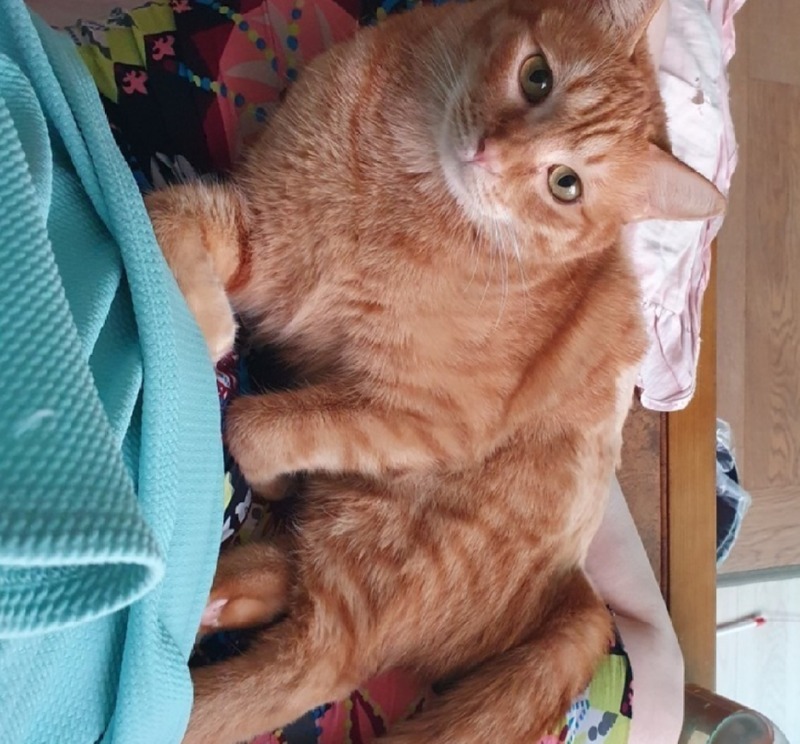 어디올라왔냐옹