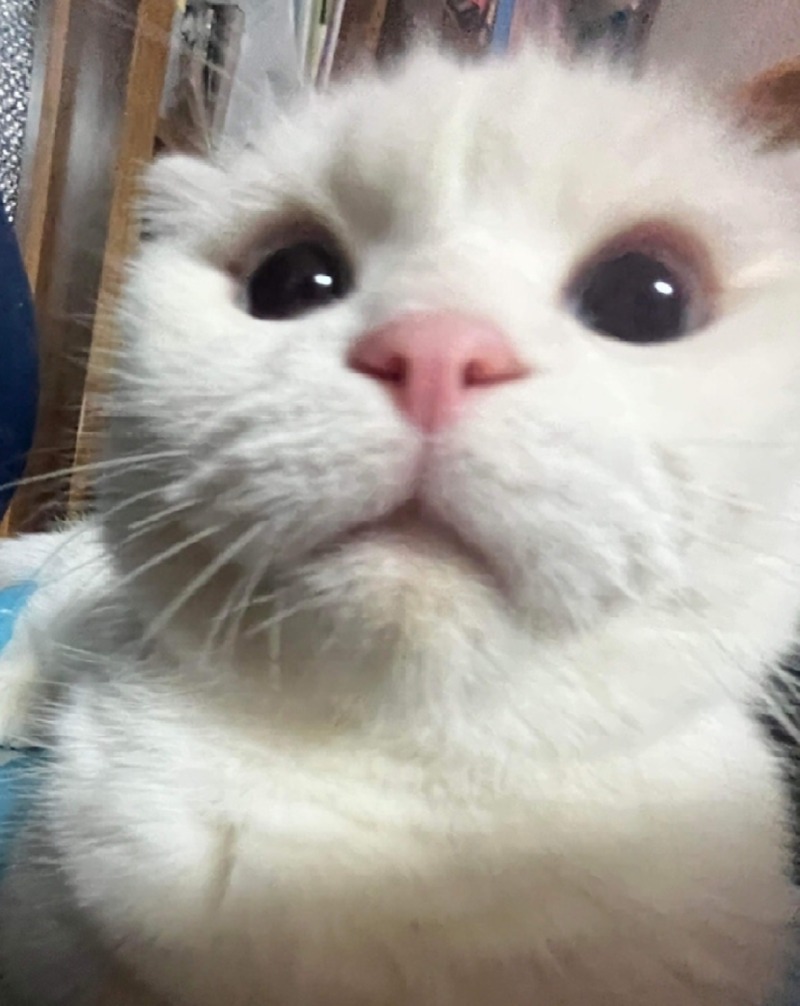깜짝이양