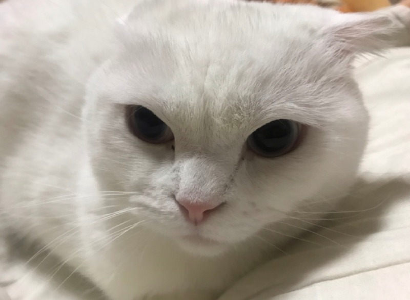 깜짝이양