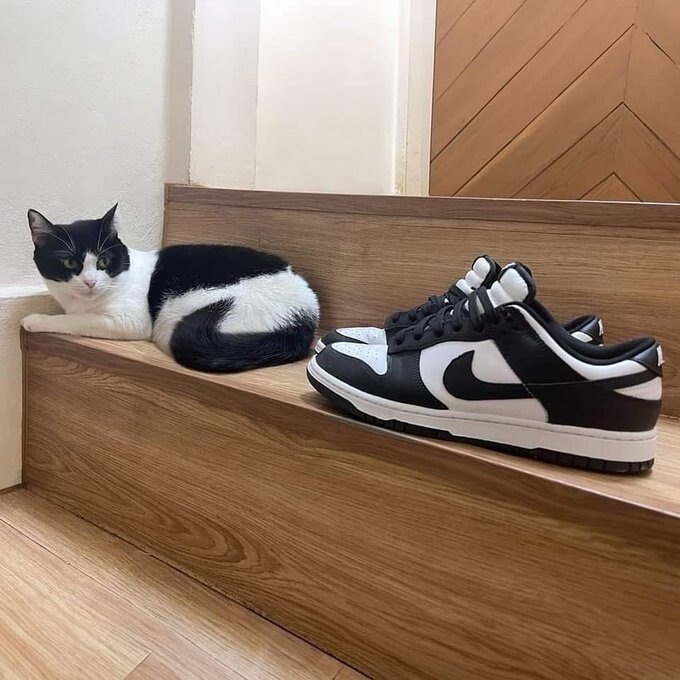 나이키냥