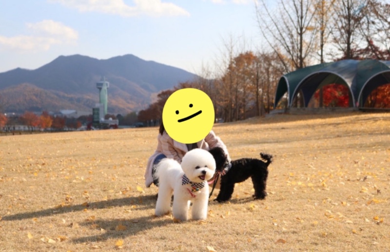 미사리 조정 경기장 반려견 동반 산책 