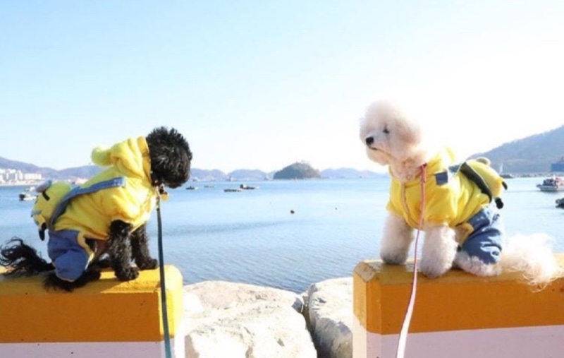 창원 진해루 해변공원 반려견 산책 