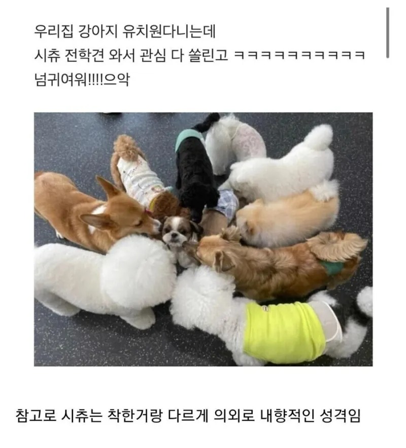 강아지유치원 전학생