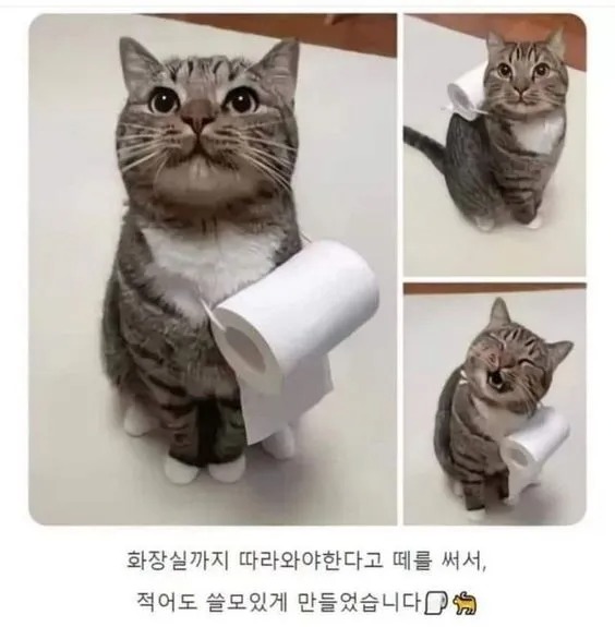 화장실에 자꾸 들어오는 고양이