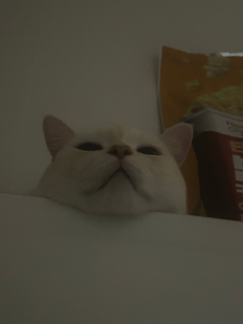 시루야 거기서 뭐해...