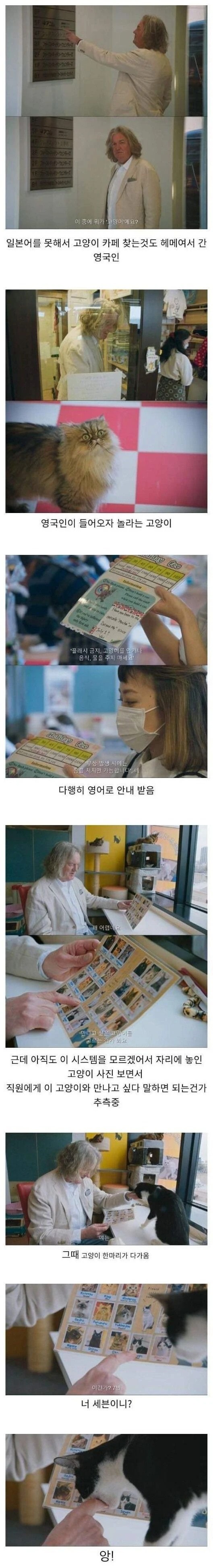 고양이카페에 처음 간 영국인