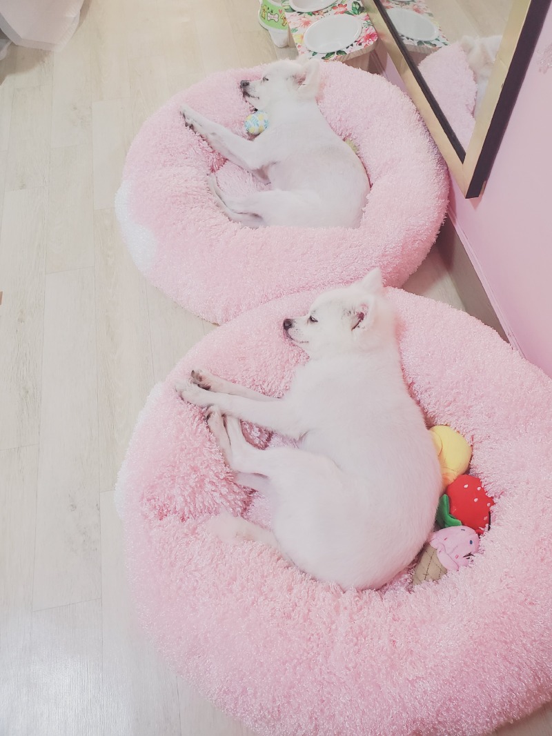 낮잠자는강이지
