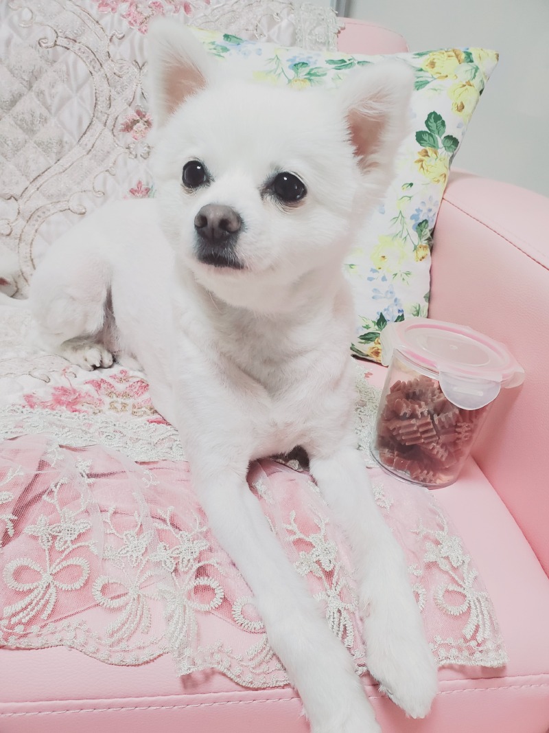 낮잠자는강이지