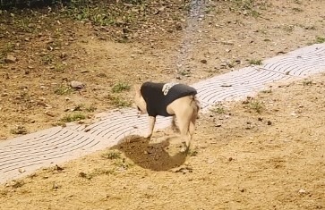아디도그 후드티 (4).jpg