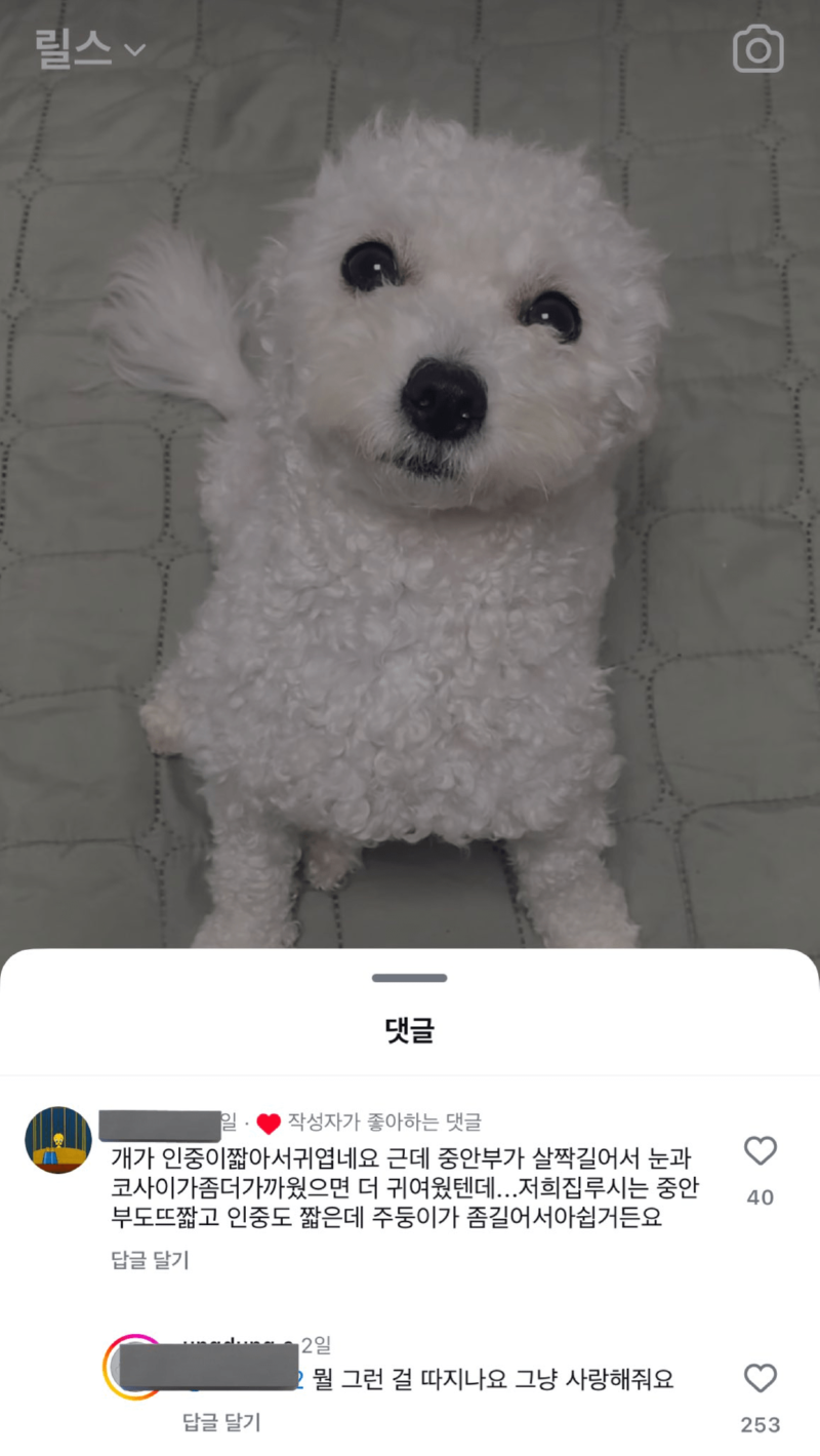 강아지 관상 보는 사람 