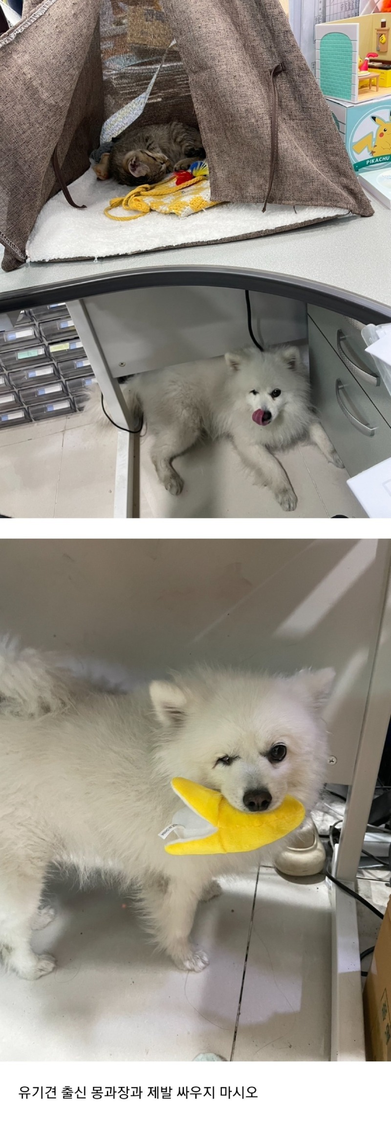 사장님, 저희는 고양이 주문 안했는데요? 