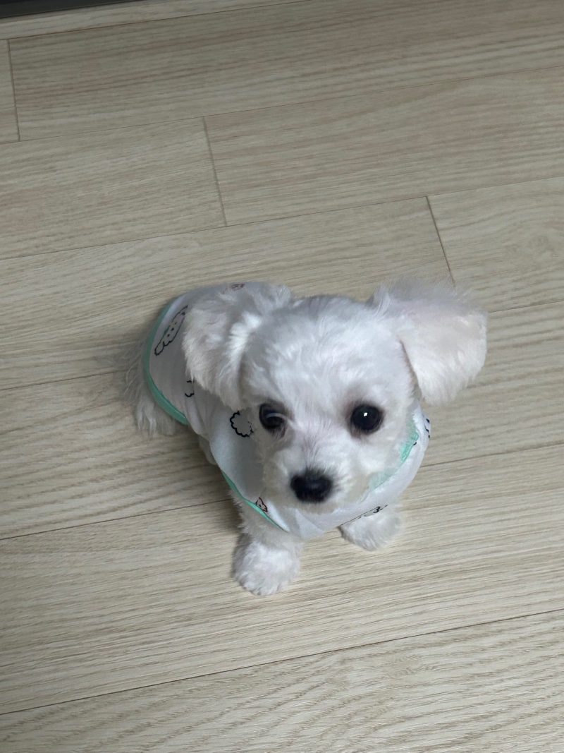 옷입은 딱풀이