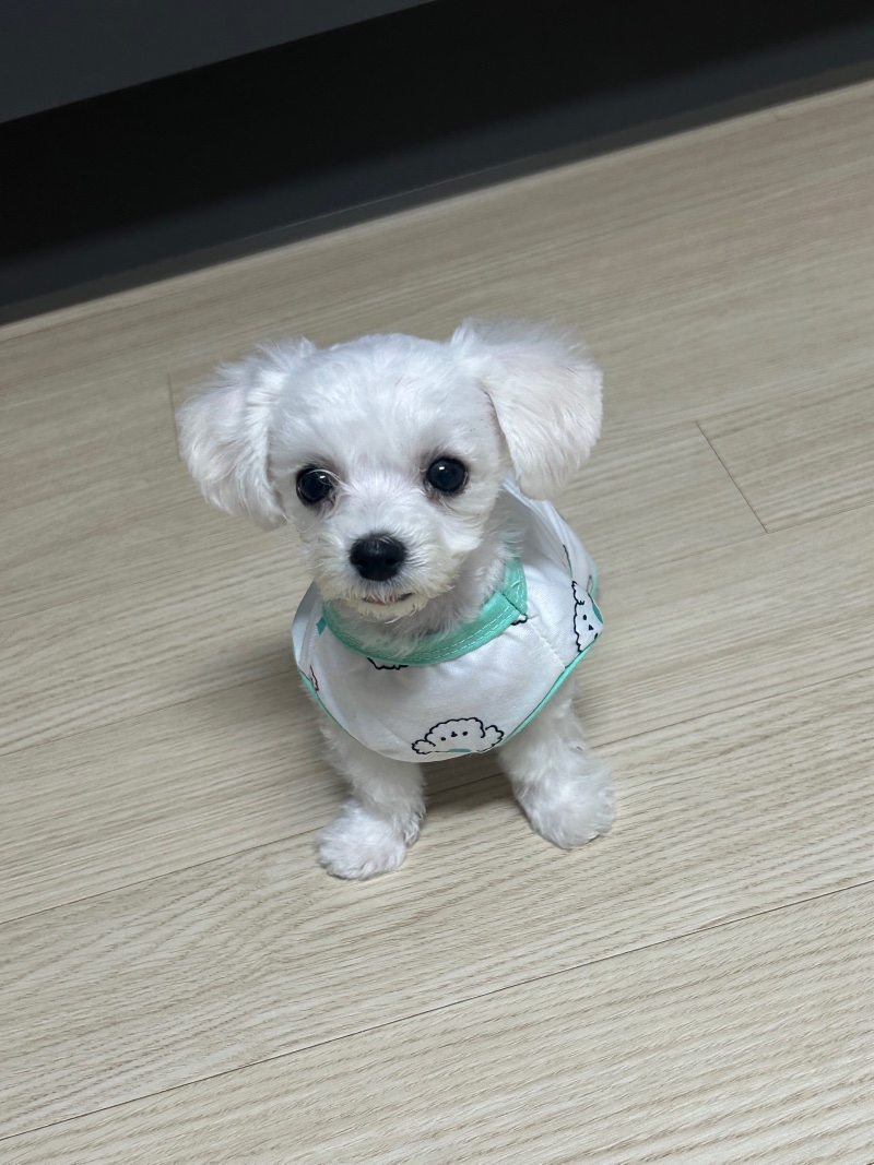 옷입은 딱풀이