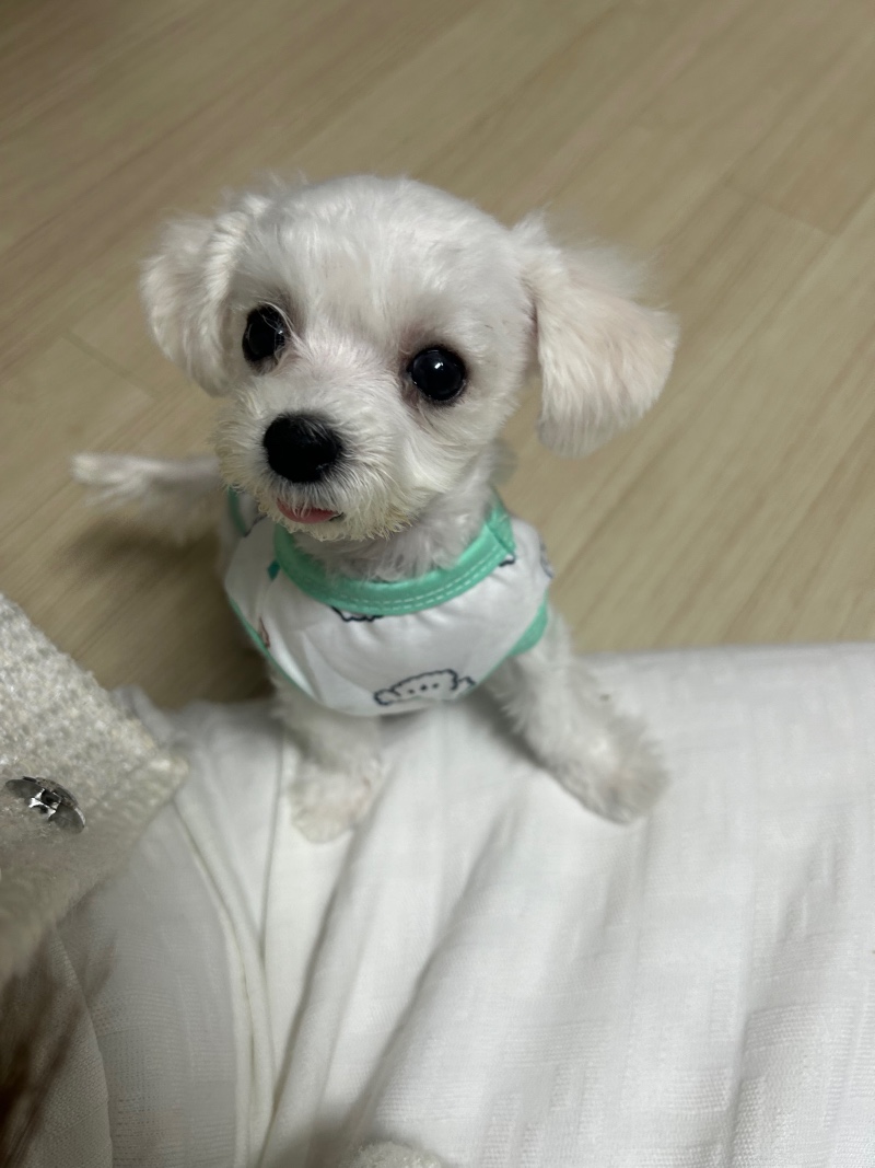 옷입은 딱풀이