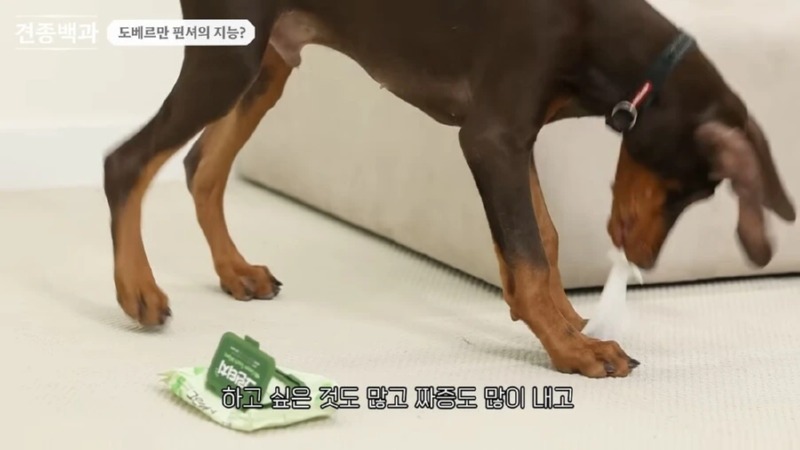 강형욱 훈련사님이 말하는 지능높은 견종 특징 