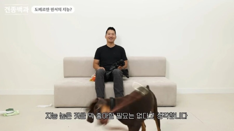 강형욱 훈련사님이 말하는 지능높은 견종 특징 