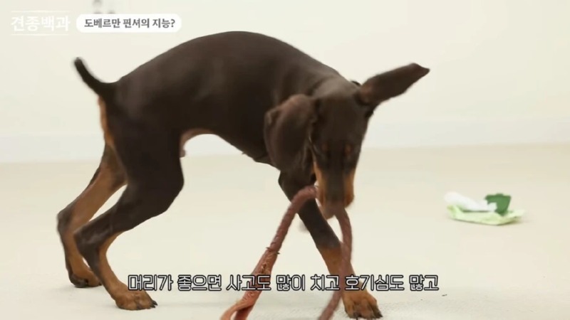 강형욱 훈련사님이 말하는 지능높은 견종 특징 