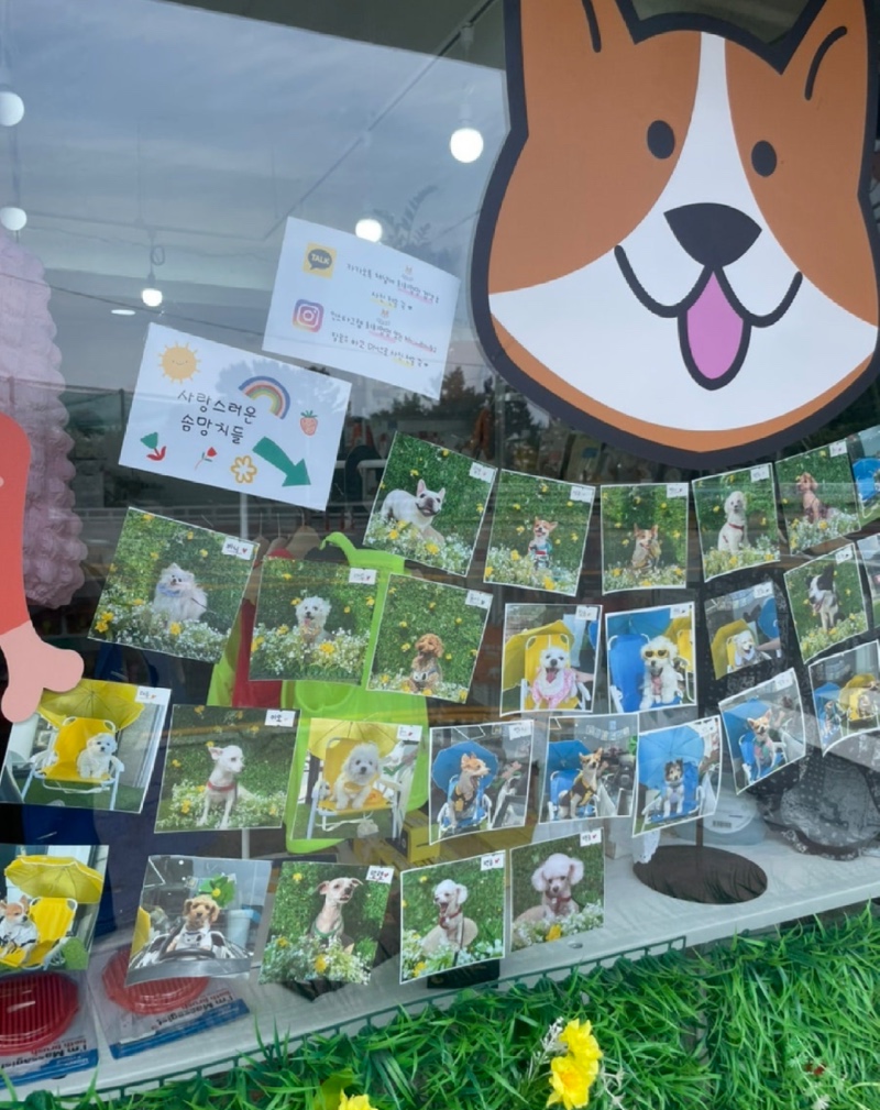 창원 진해구 반려용품 편집샵 희희멍멍
