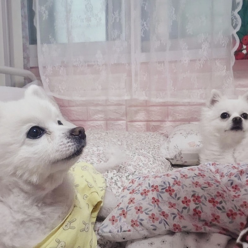 아련