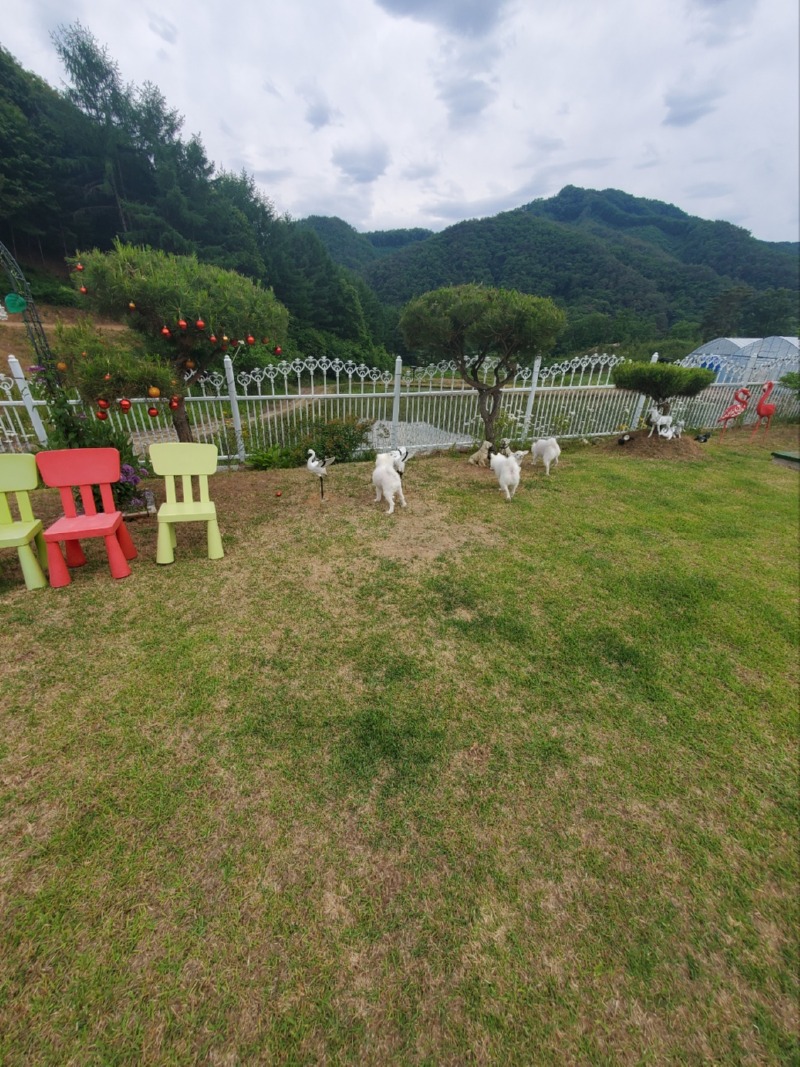 댕댕이발자국펜션에서 견생샷 득템