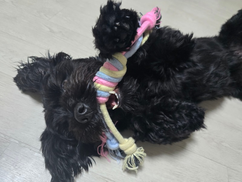 무념무상 까미