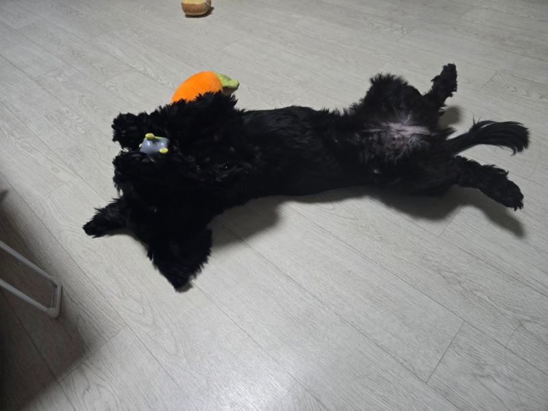 무념무상 까미