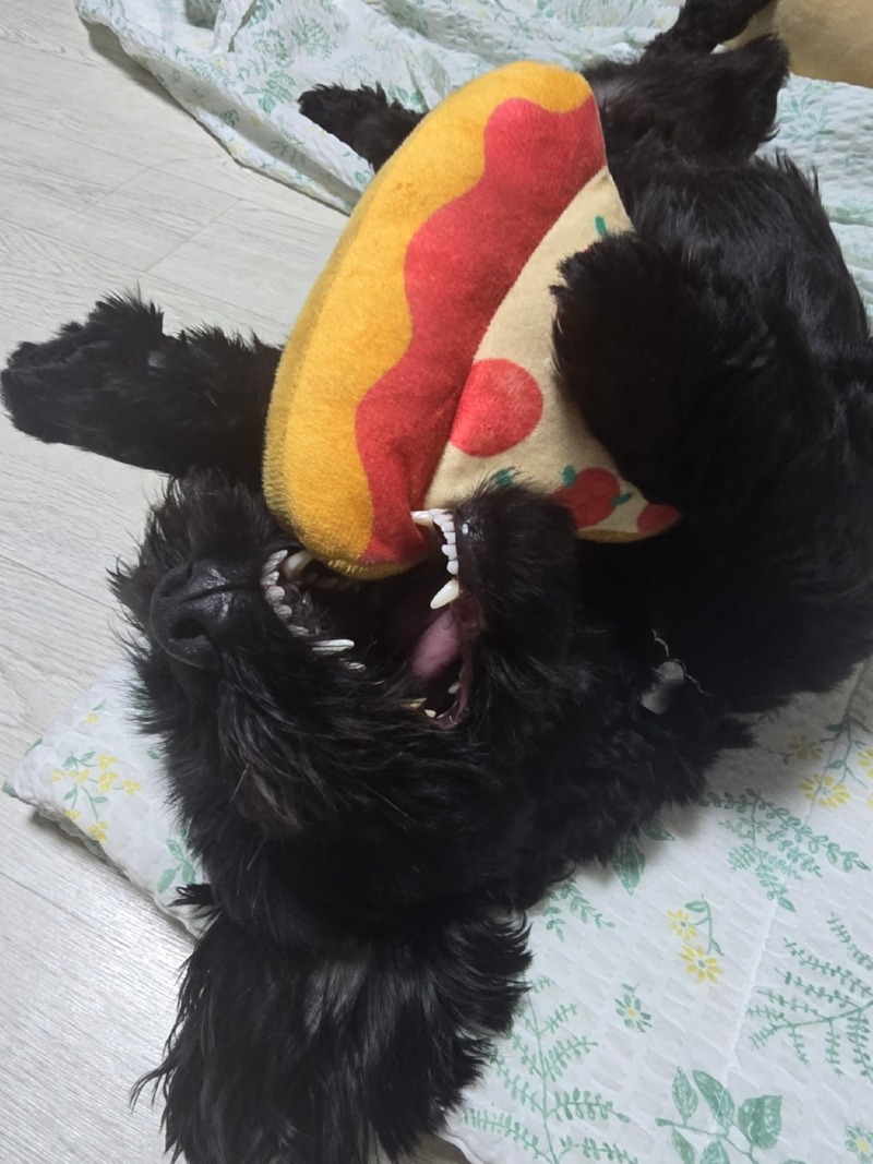 무념무상 까미