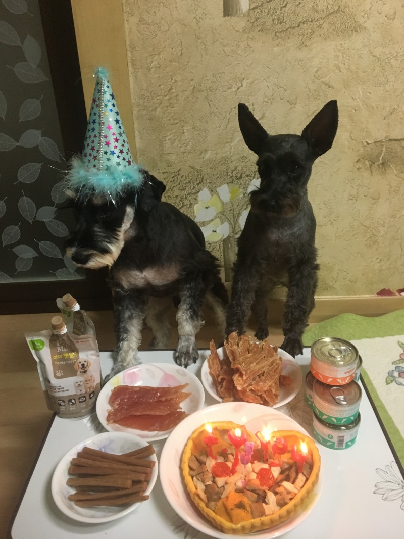 코코 열번째 생일잔치 
