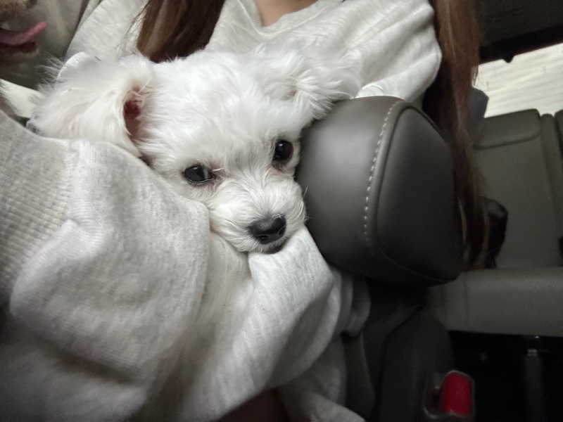 찌부된 딱풀이