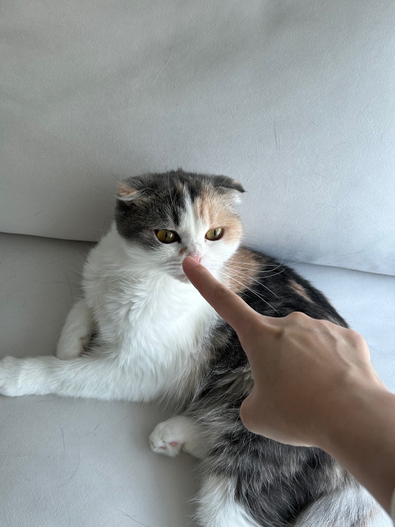 요염한 밥풀이