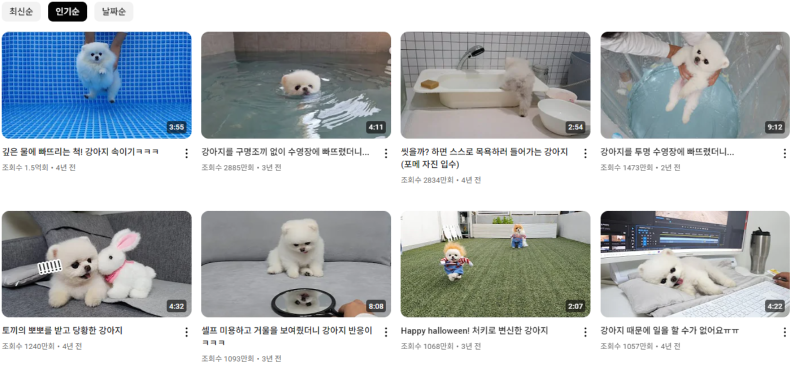 강아지 인플루언서 2탄 , 개플루언서 모음2