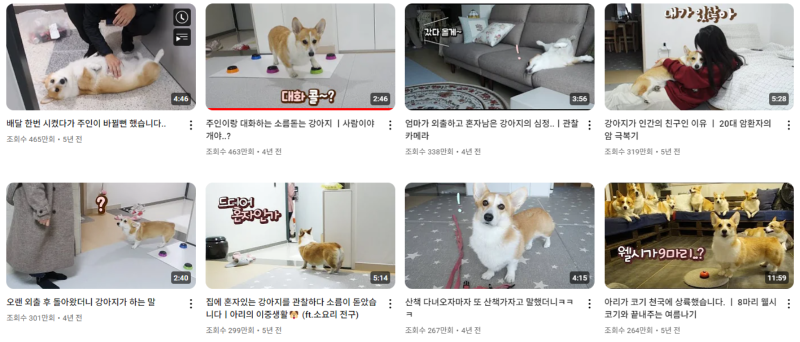 강아지 인플루언서 2탄 , 개플루언서 모음2