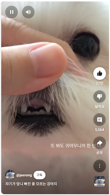 강아지 인플루언서 2탄 , 개플루언서 모음2