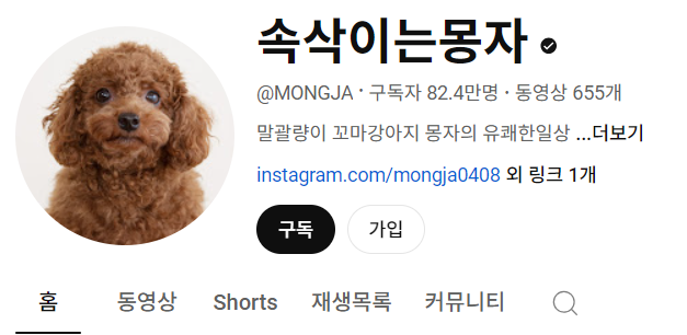 강아지 인플루언서 2탄 , 개플루언서 모음2