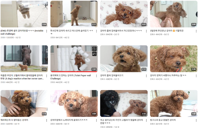 강아지 인플루언서 2탄 , 개플루언서 모음2