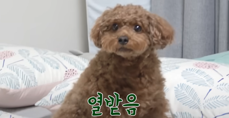 강아지 인플루언서 2탄 , 개플루언서 모음2