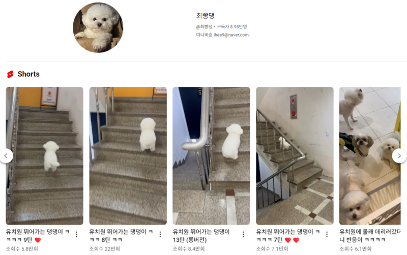 강아지 인플루언서 2탄 , 개플루언서 모음2