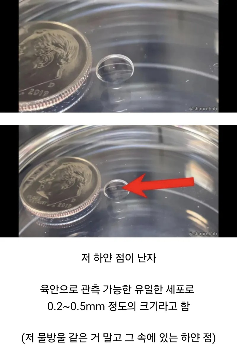 난자의 실제 크기