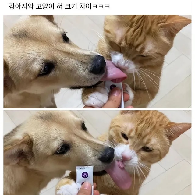 강아지와 고양이 혀 크기 차이